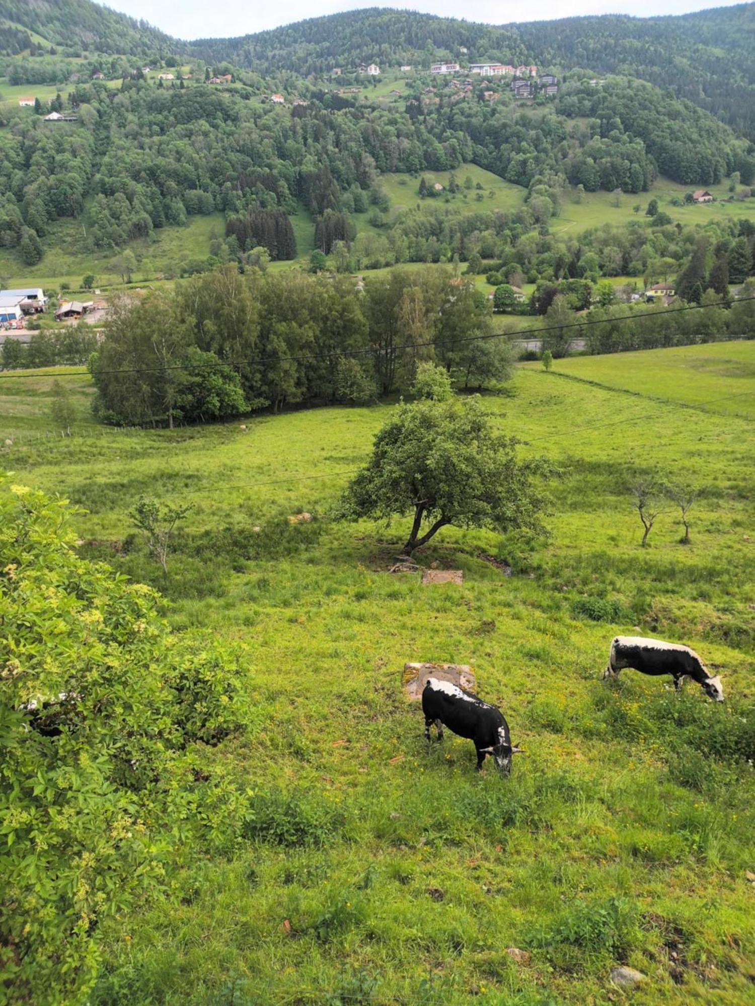 Gite BUSSANG Extérieur photo